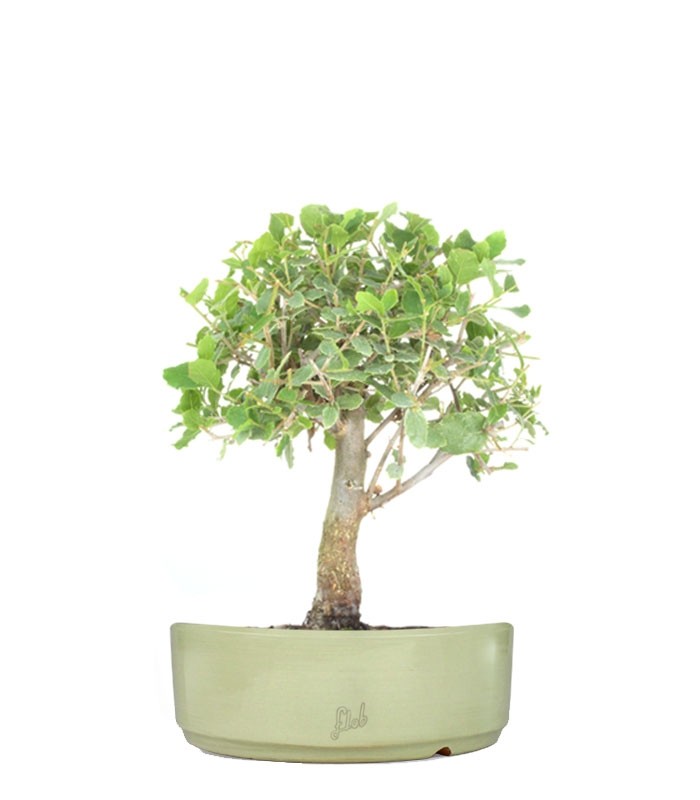 Quercia Sughera
