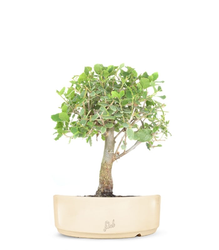 Quercia Sughera