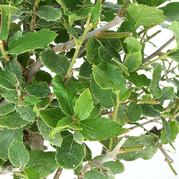 Quercia Sughera