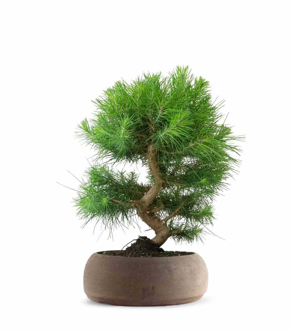 Pinus halepensis 9 anni | Pino d&