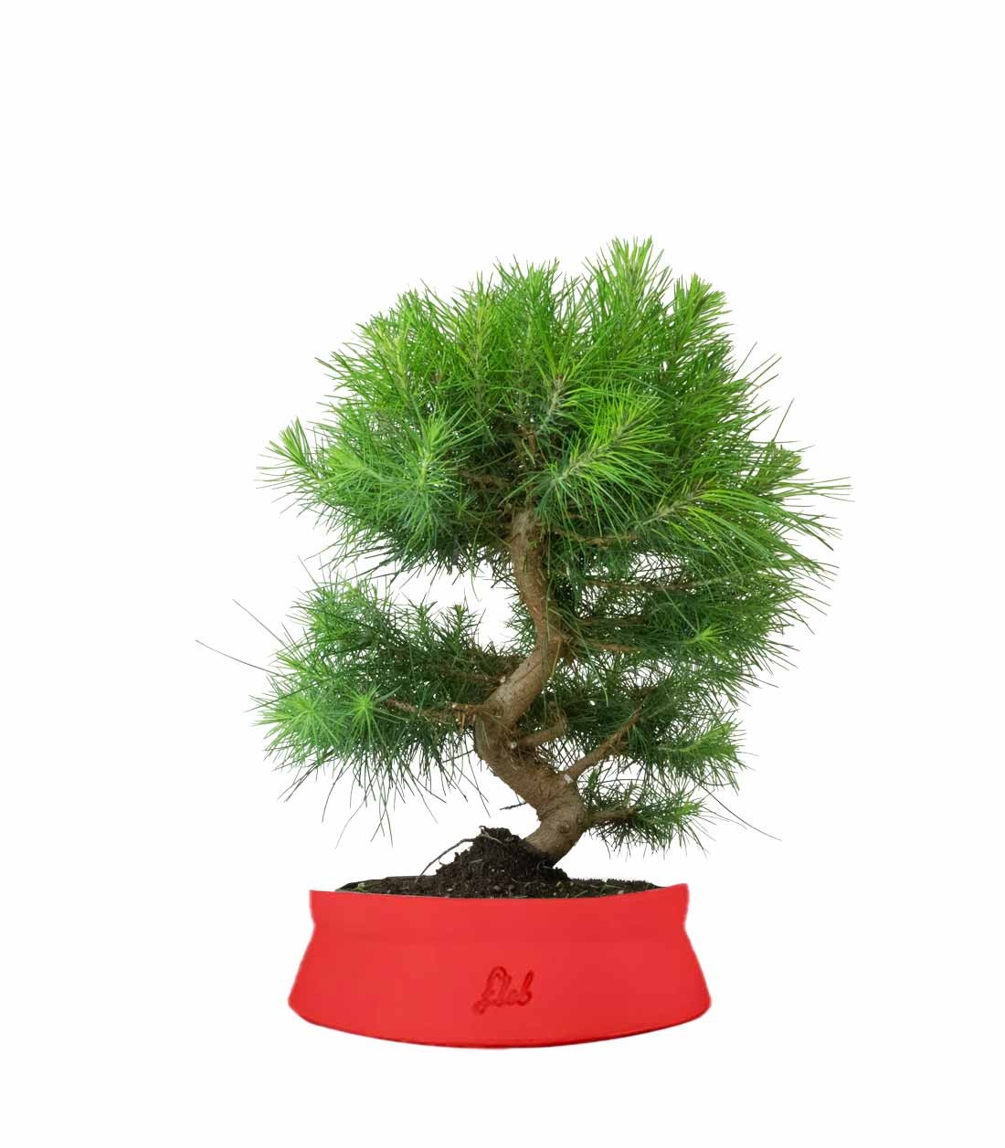 Pinus halepensis 9 anni | Pino d&