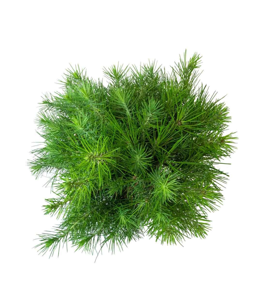 Pinus halepensis 9 anni | Pino d&