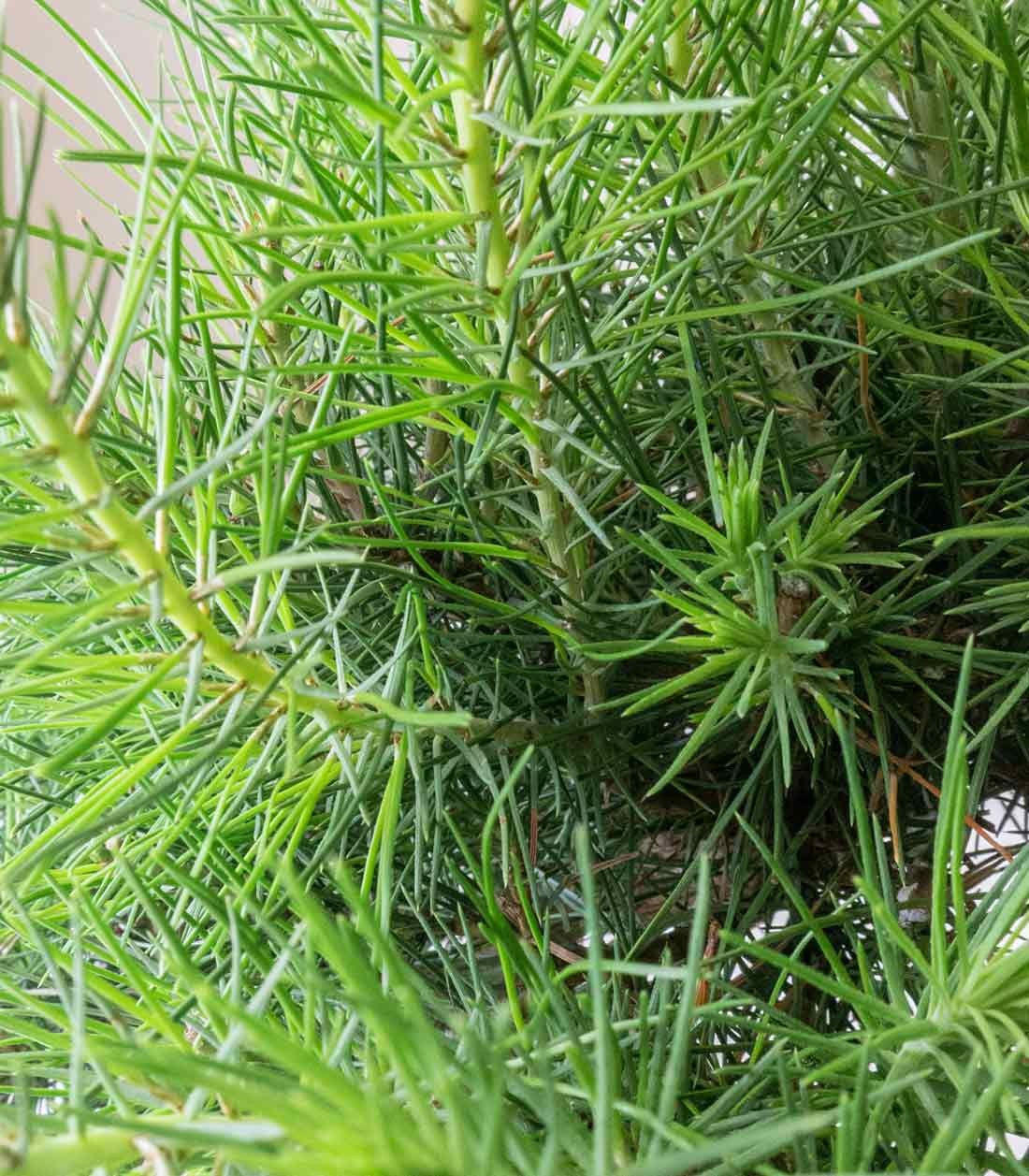 Pinus halepensis 9 anni | Pino d&