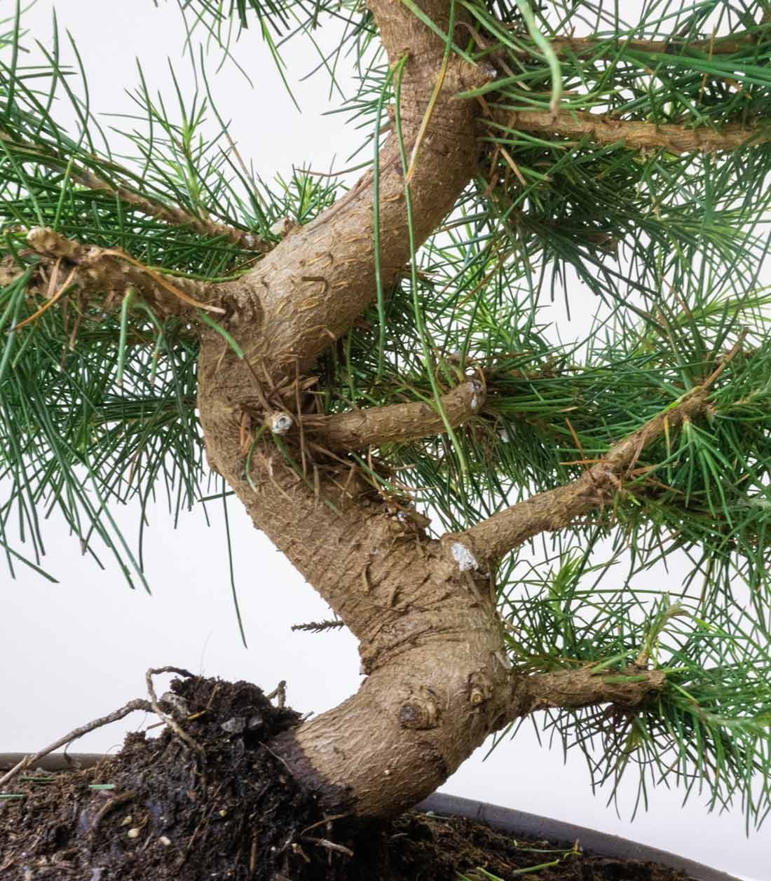 Pinus halepensis 9 anni | Pino d&