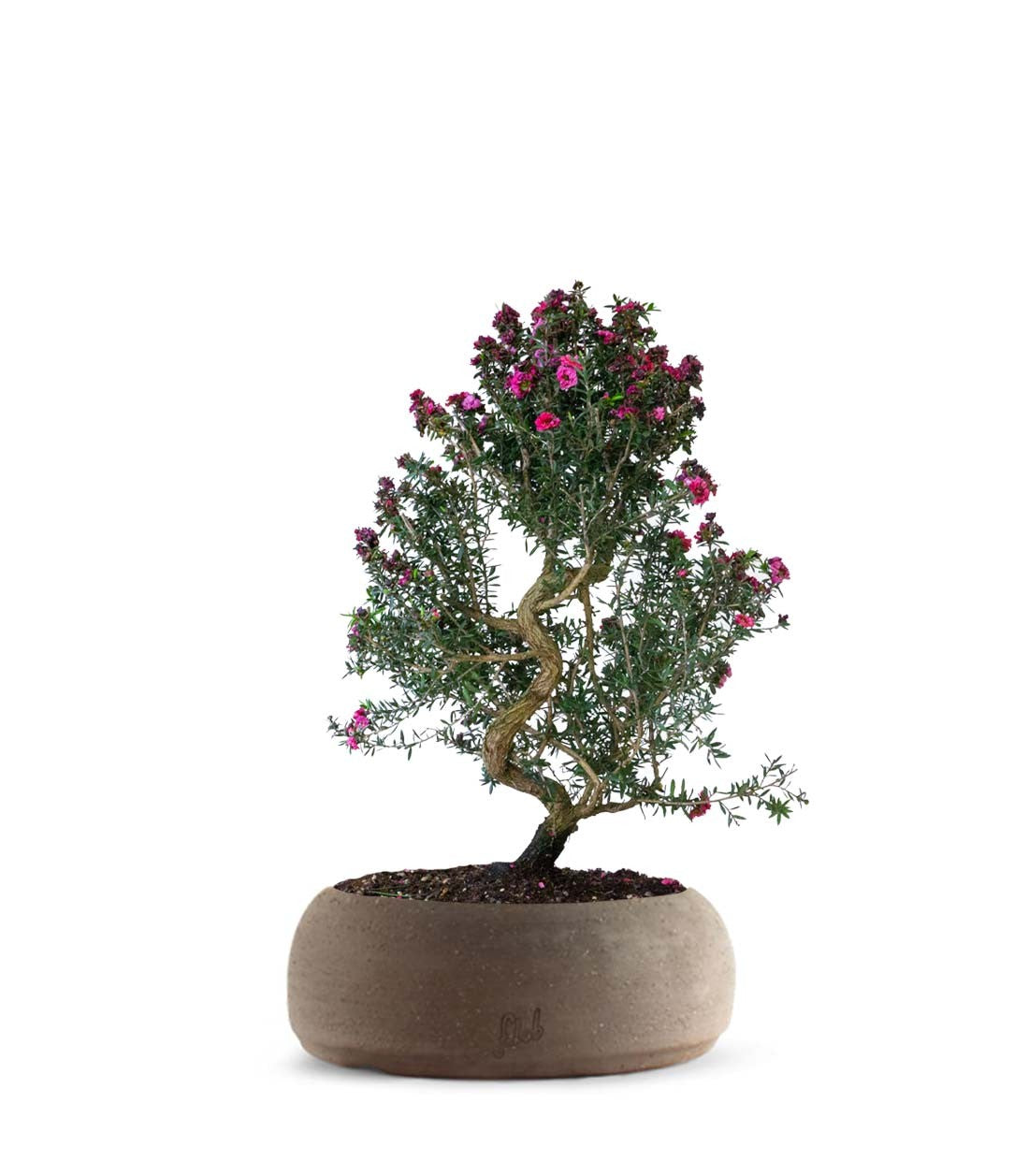 Leptospermum bonsai 10 anni