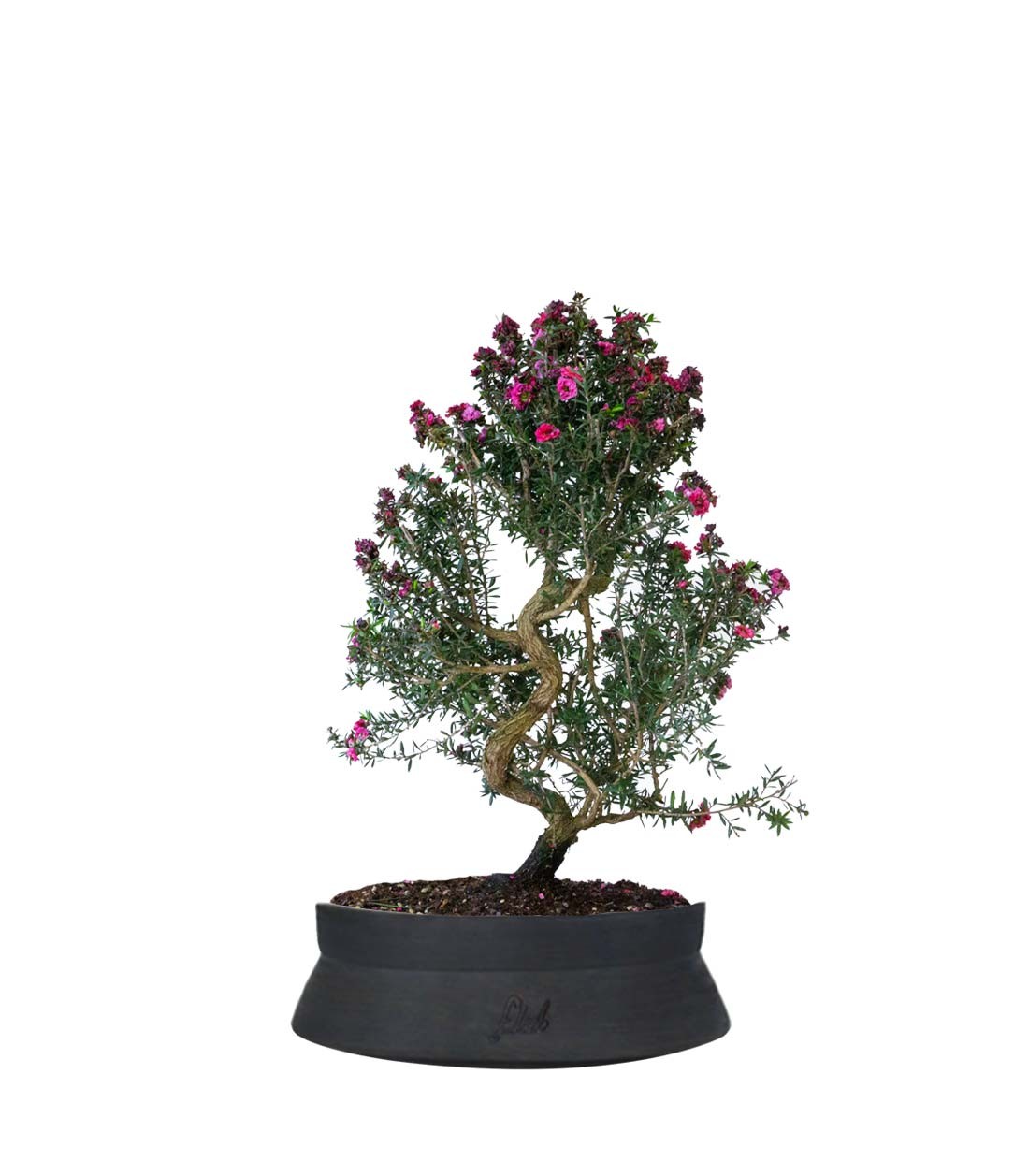 Leptospermum bonsai 10 anni