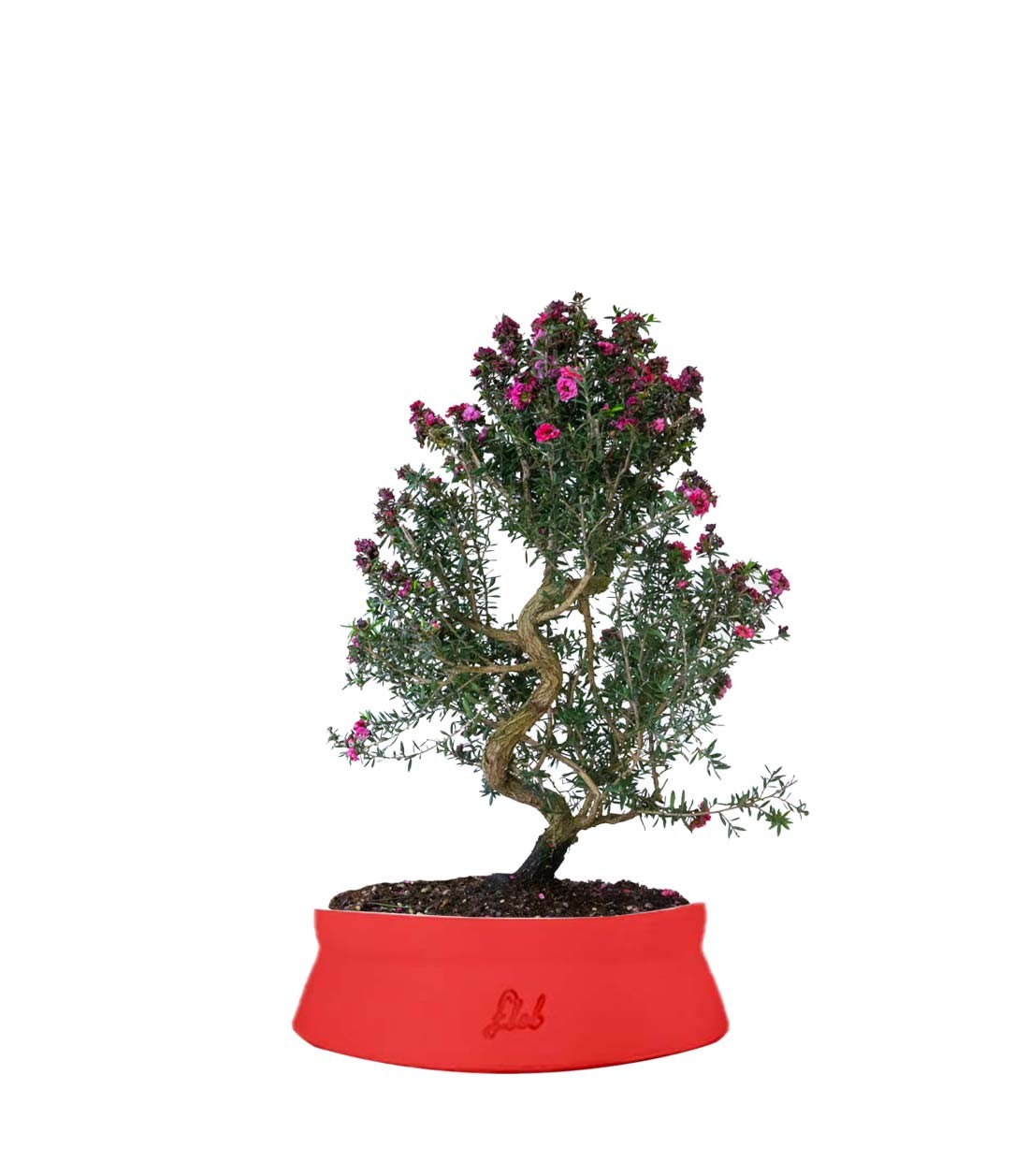 Leptospermum bonsai 10 anni