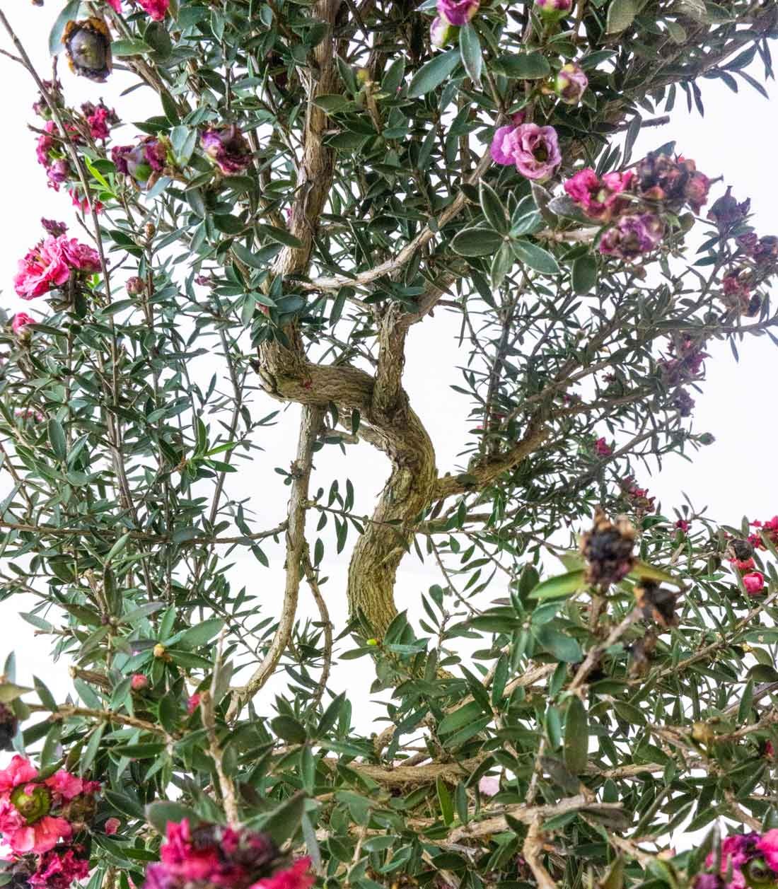 Leptospermum bonsai 10 anni