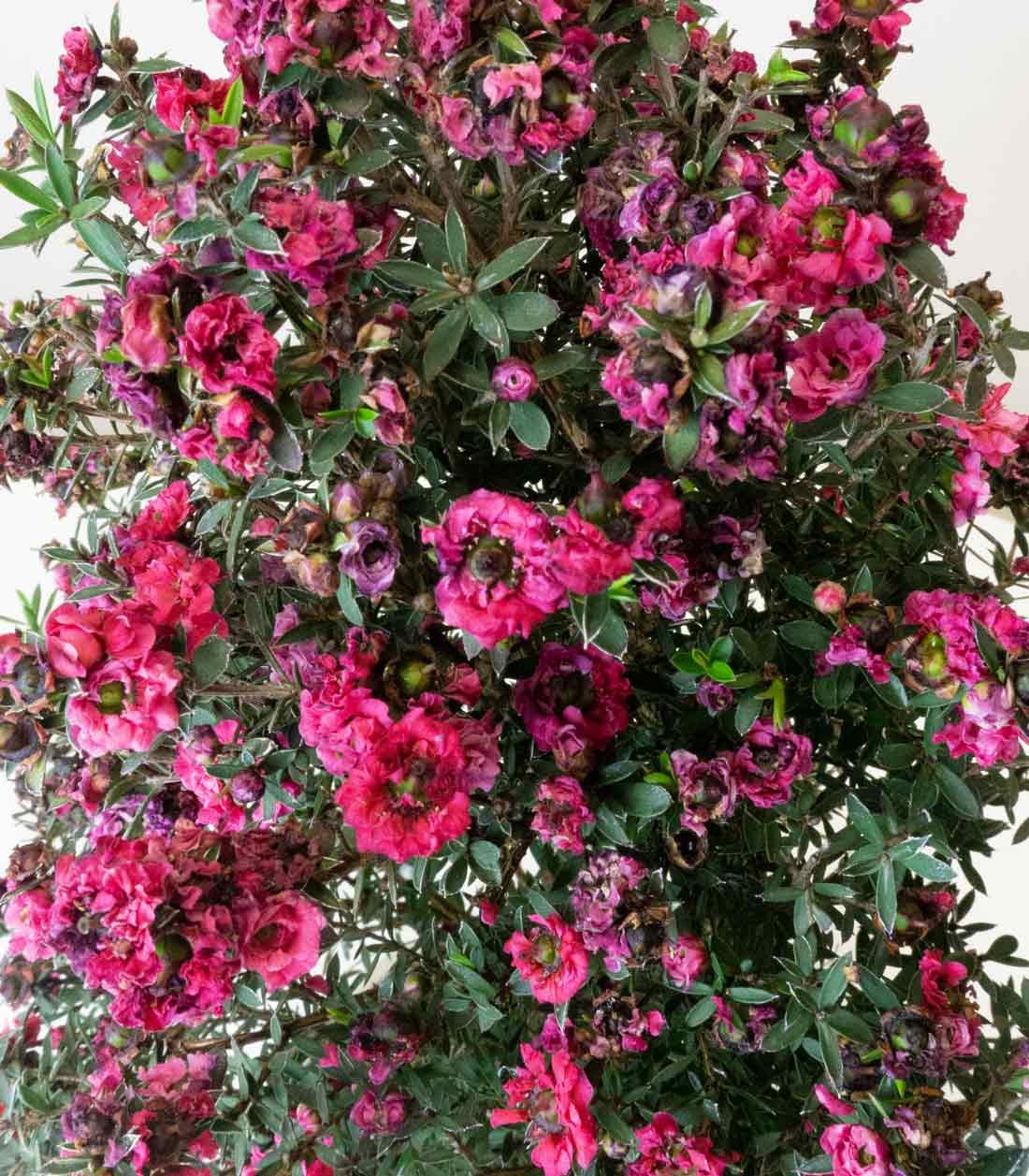 Leptospermum bonsai 10 anni