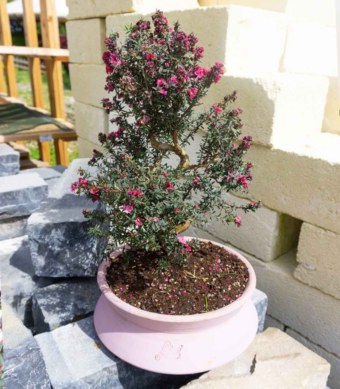 Leptospermum bonsai 10 anni