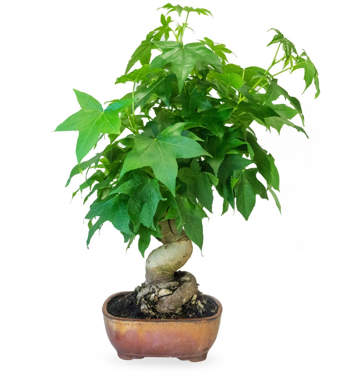 Liquidambar Bonsai esemplare 18 anni
