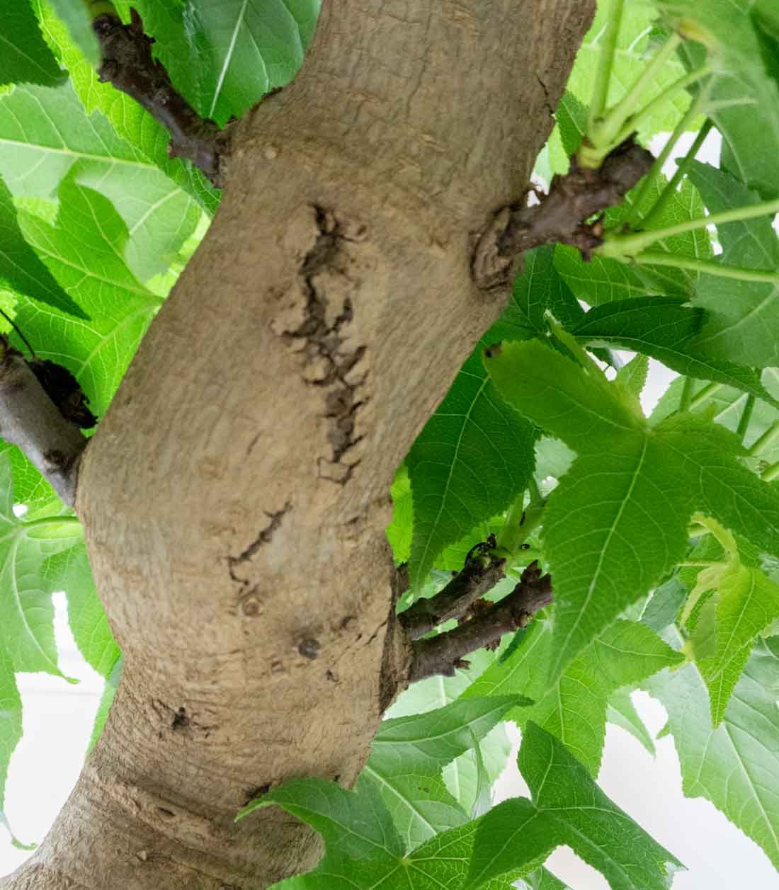 Liquidambar Bonsai esemplare 18 anni