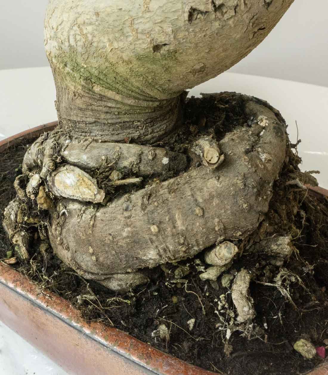 Liquidambar Bonsai esemplare 18 anni