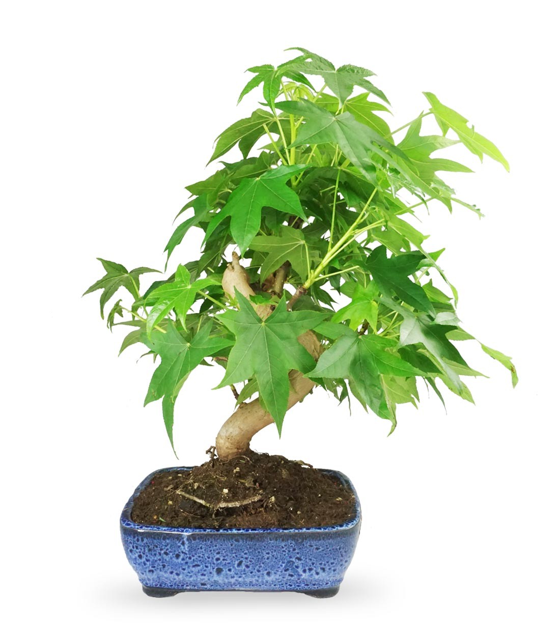 Liquidambar Bonsai esemplare 13 anni