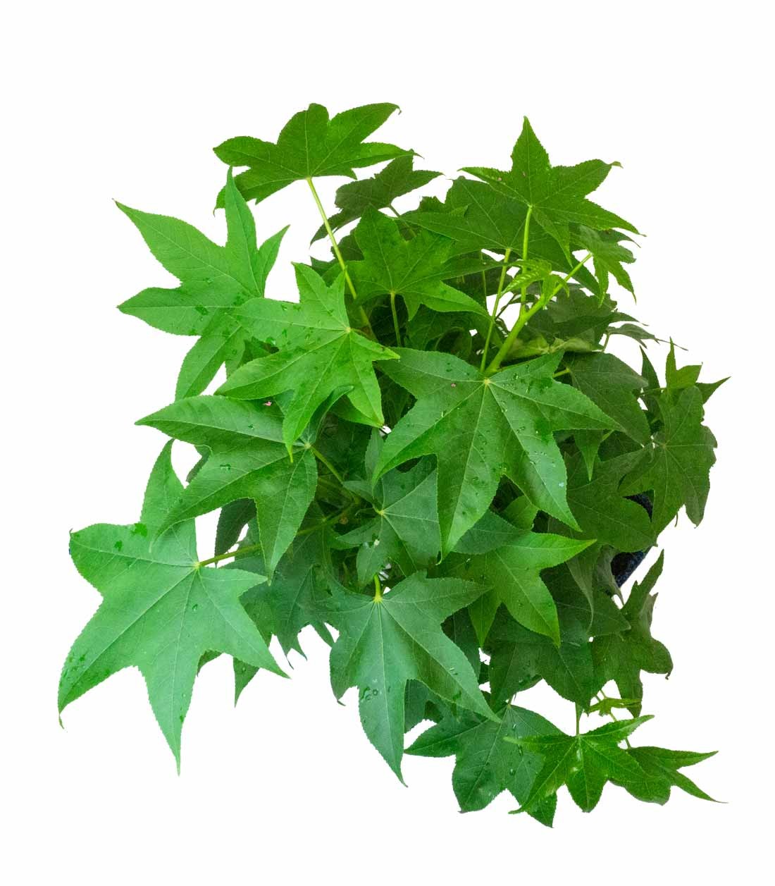 Liquidambar Bonsai esemplare 13 anni
