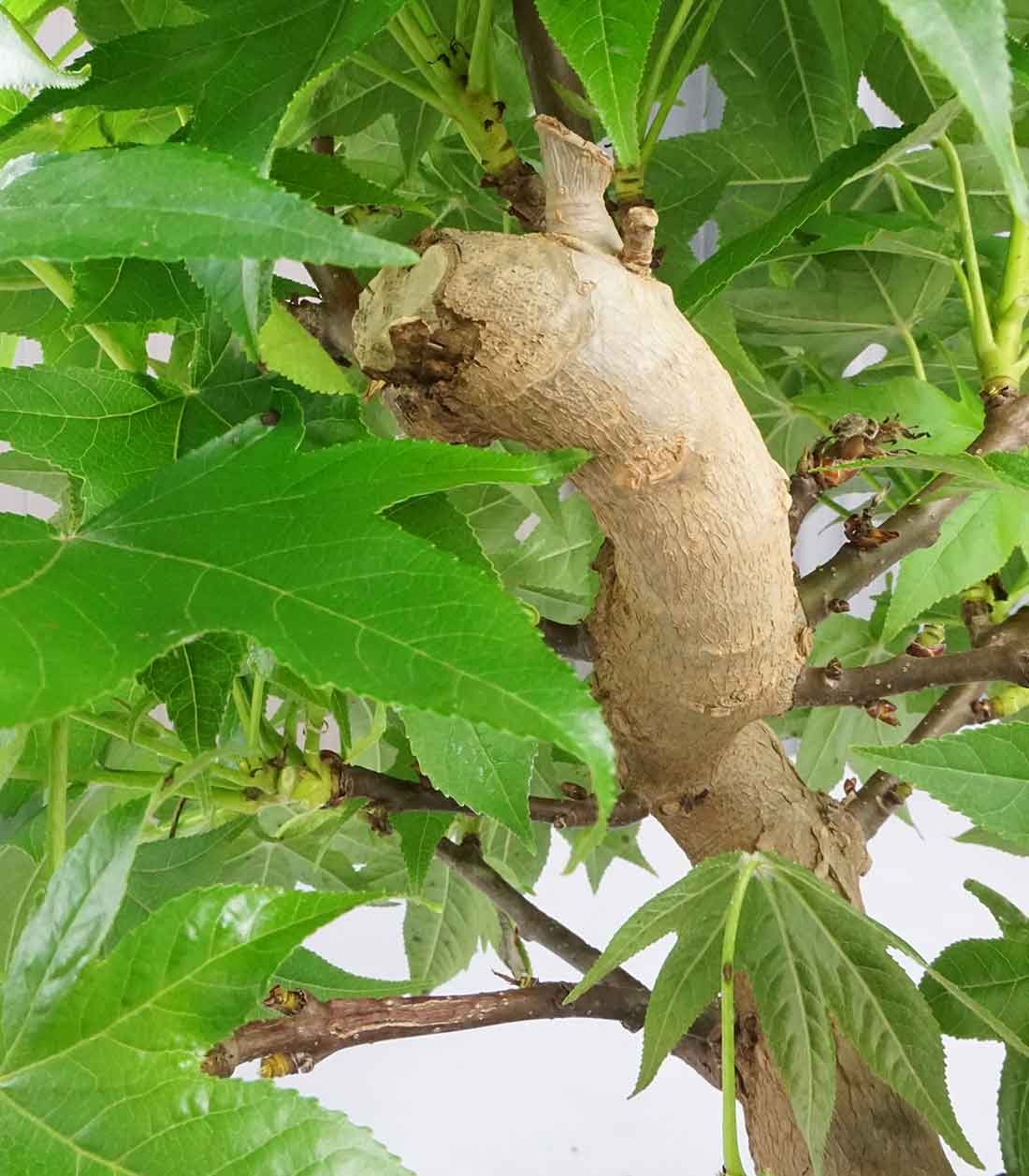 Liquidambar Bonsai esemplare 13 anni