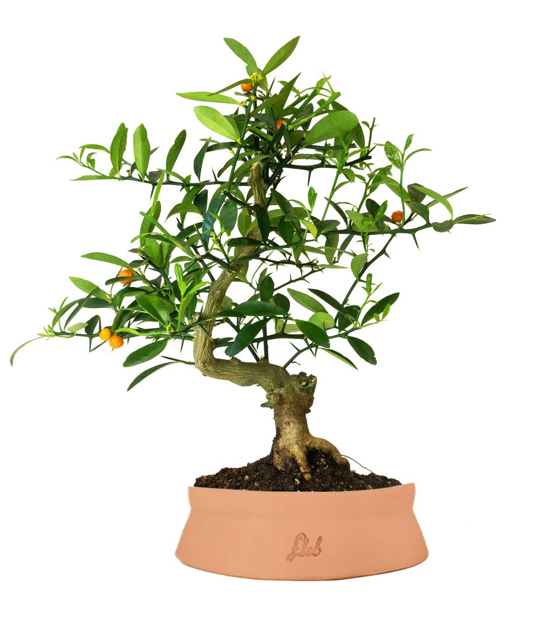 Citrus Kinzu 12 anni
