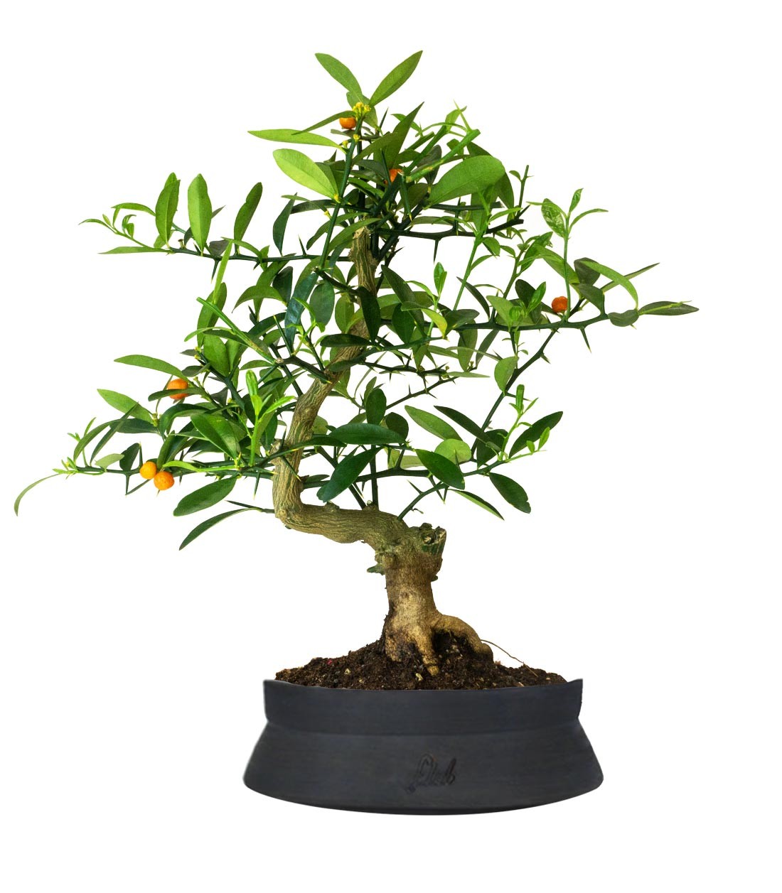 Citrus Kinzu 12 anni
