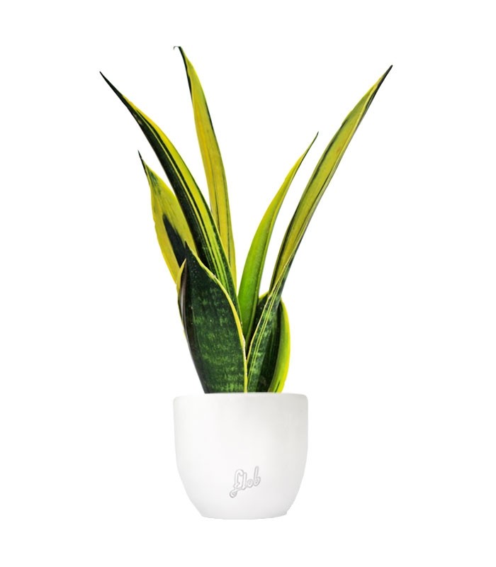 Sansevieria "Golden Flame"