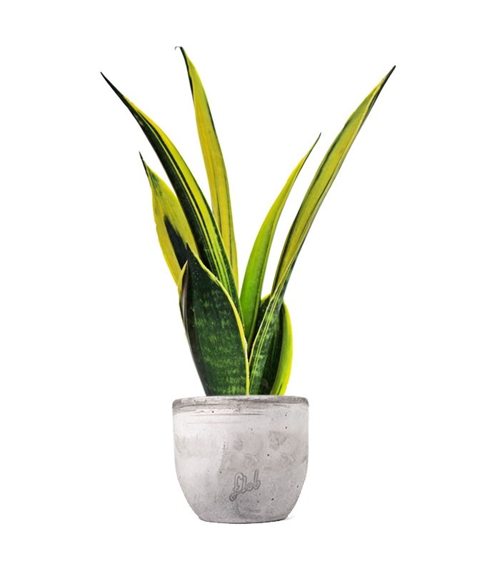 Sansevieria "Golden Flame"