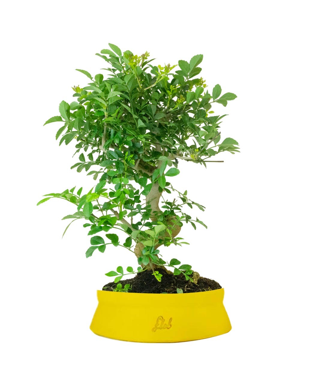 Frassino Bonsai 9 anni