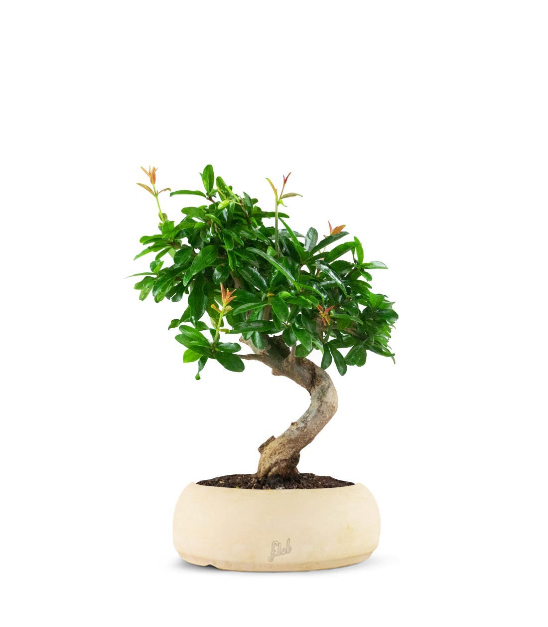 Punica Granatum Bonsai | Melograno 14 anni