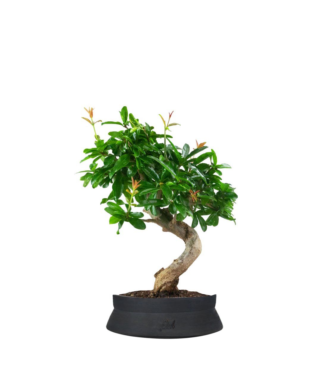 Punica Granatum Bonsai | Melograno 14 anni