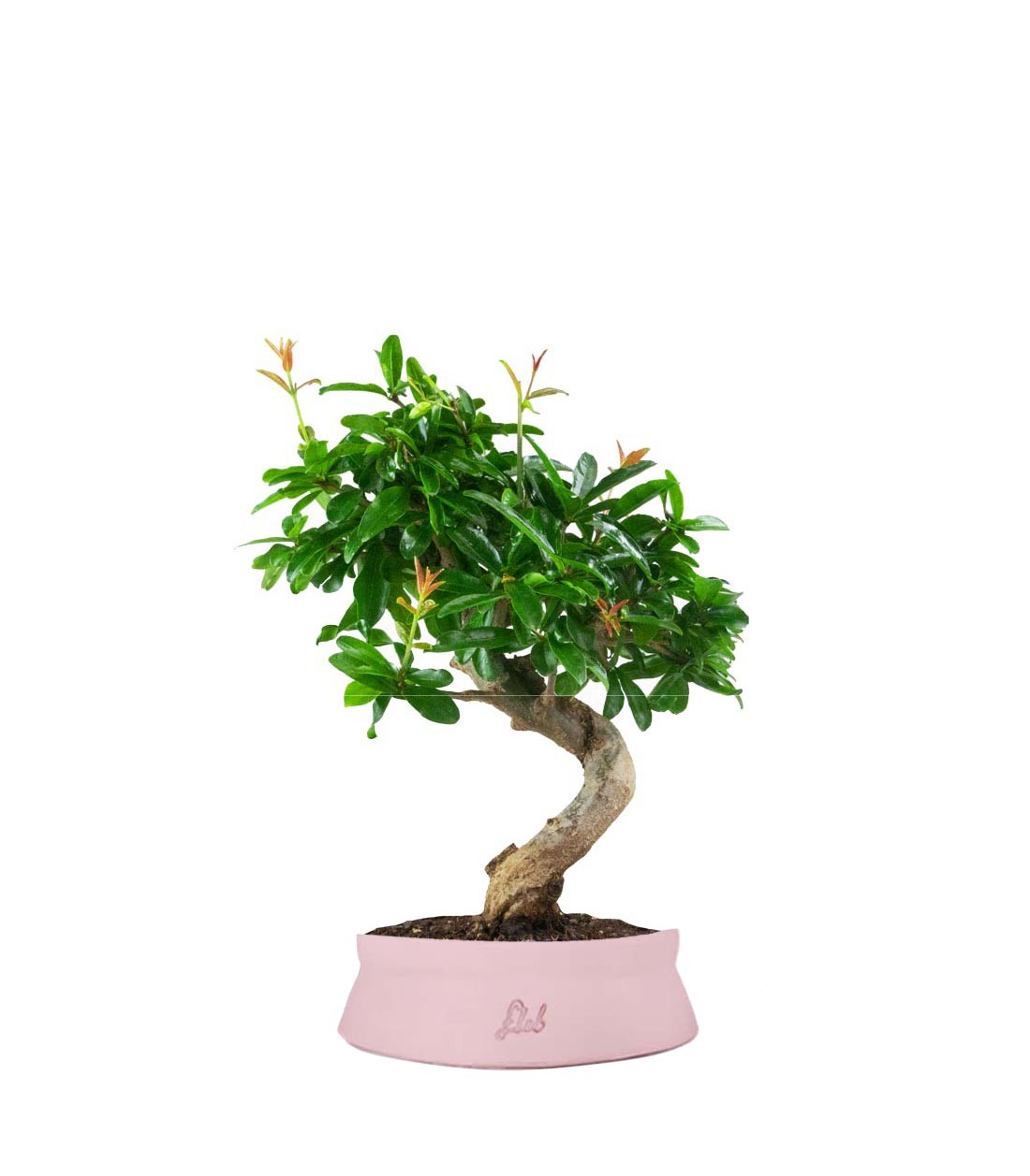 Punica Granatum Bonsai | Melograno 14 anni