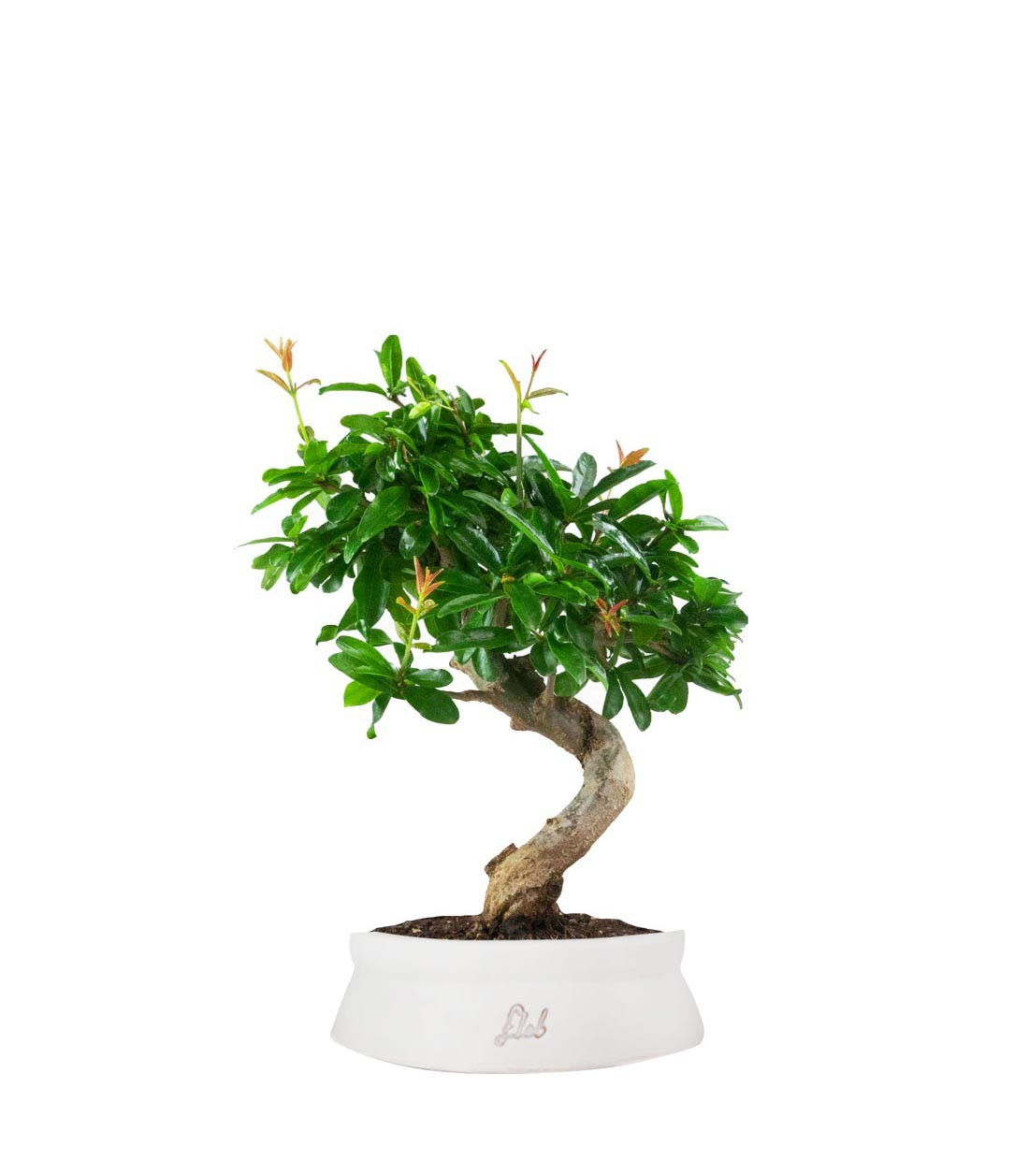 Punica Granatum Bonsai | Melograno 14 anni