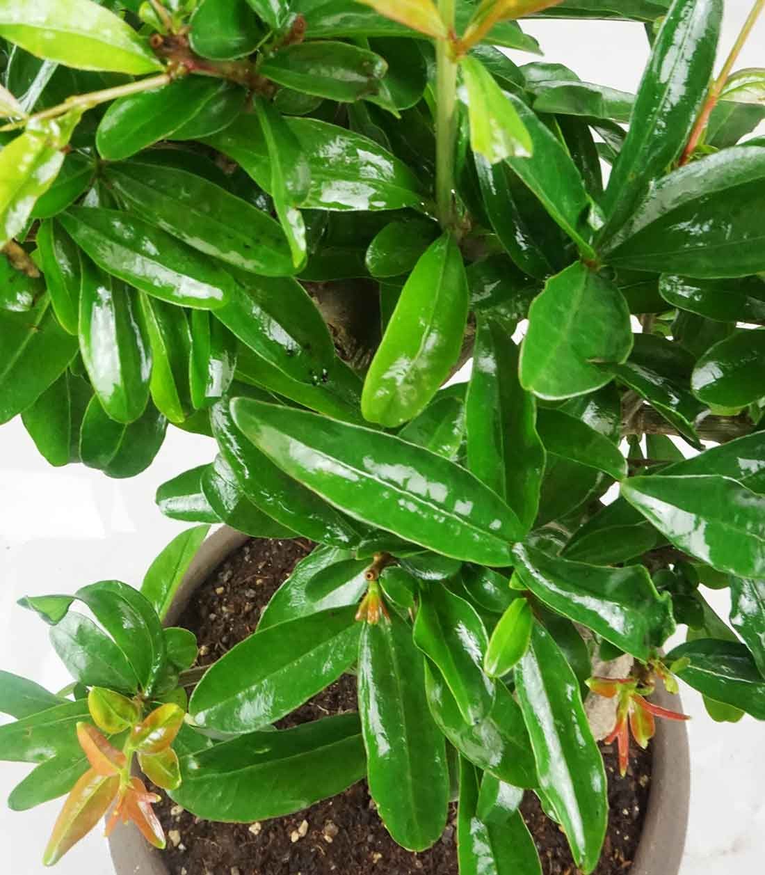 Punica Granatum Bonsai | Melograno 14 anni