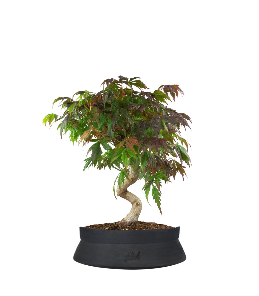 Acero palmato atropurpureum | bonsai 12 anni