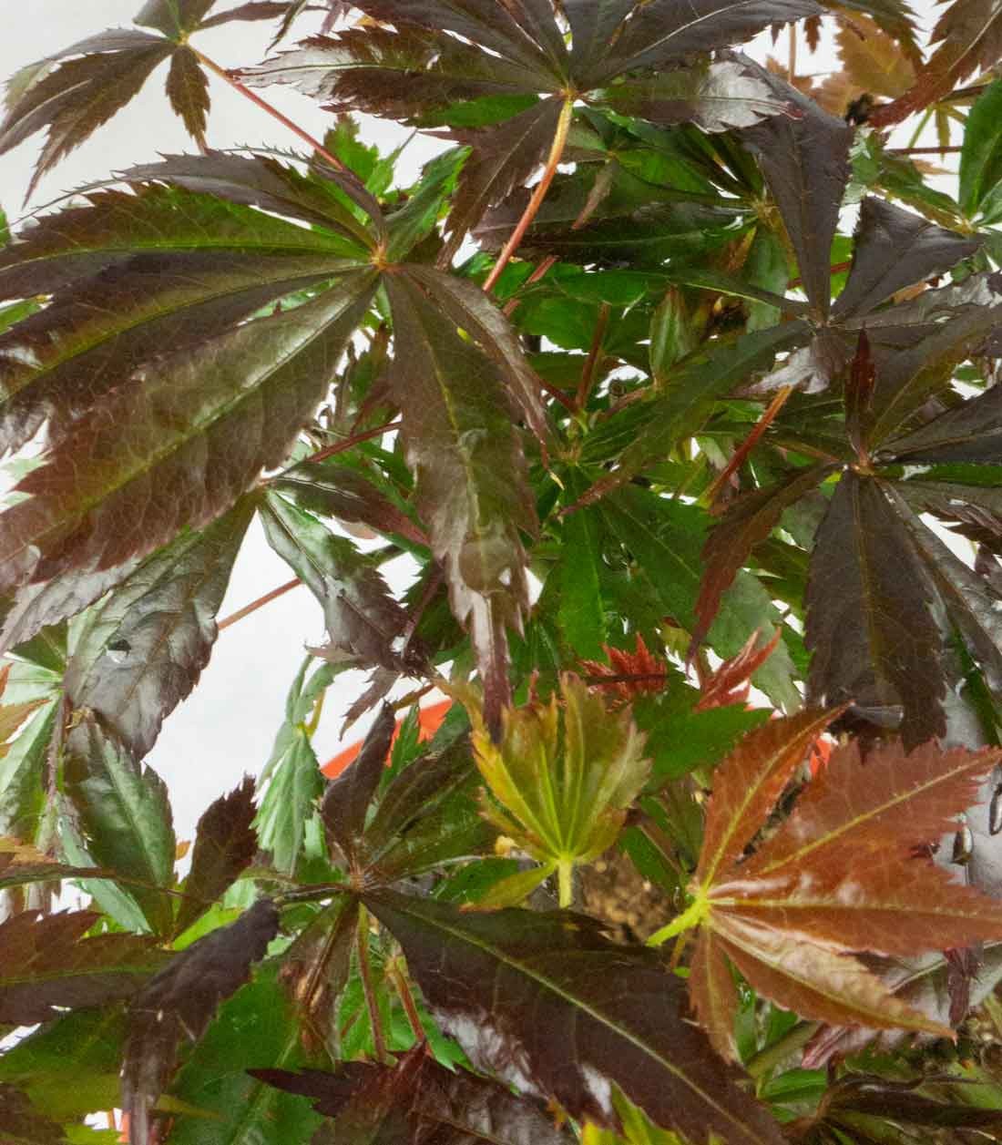 Acero palmato atropurpureum | bonsai 12 anni