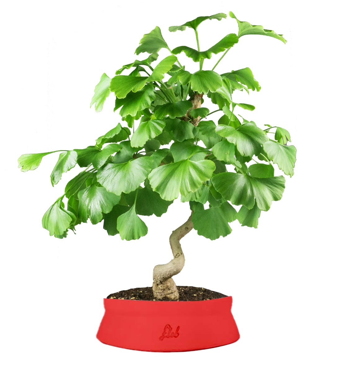 Ginkgo