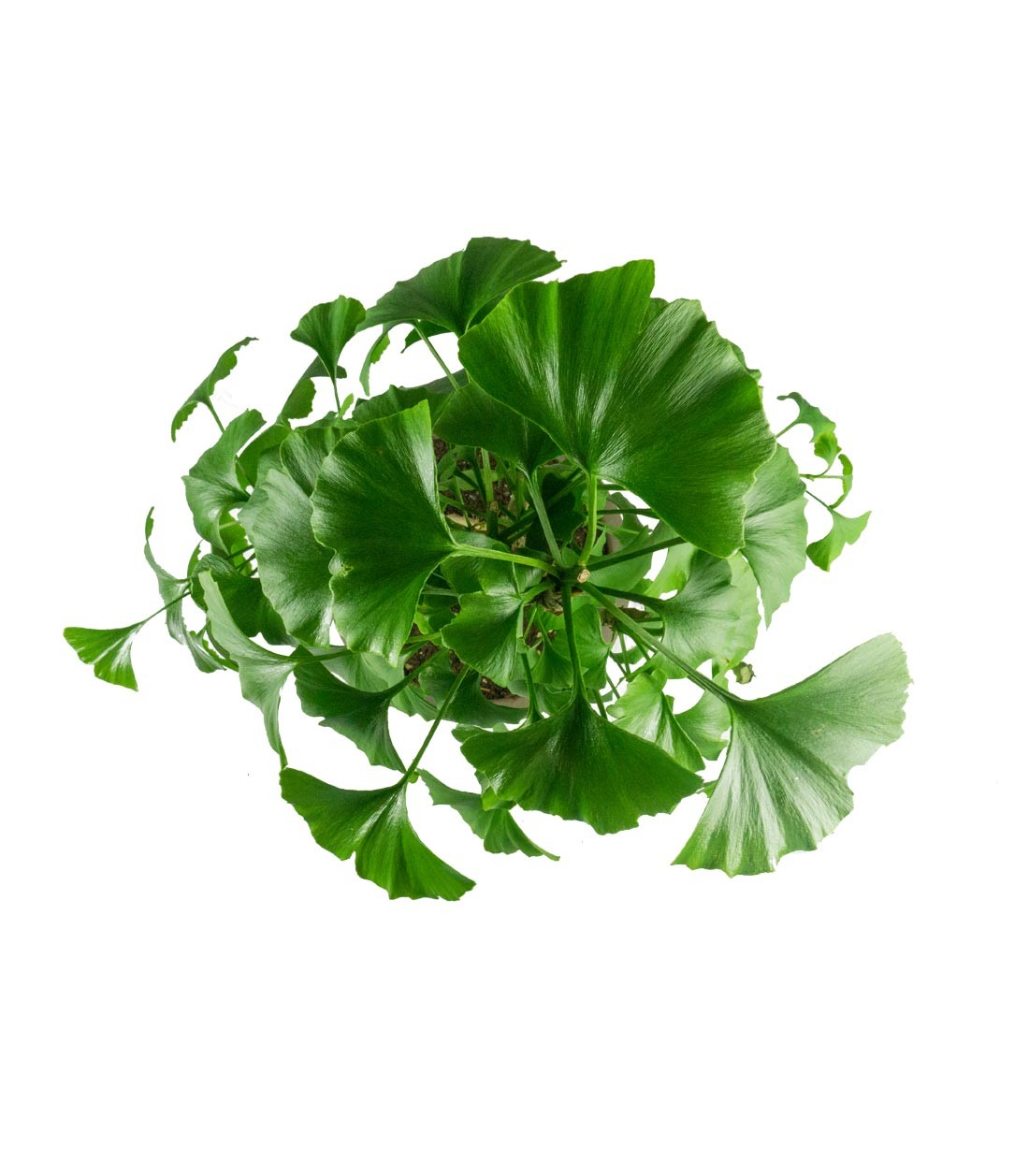 Ginkgo