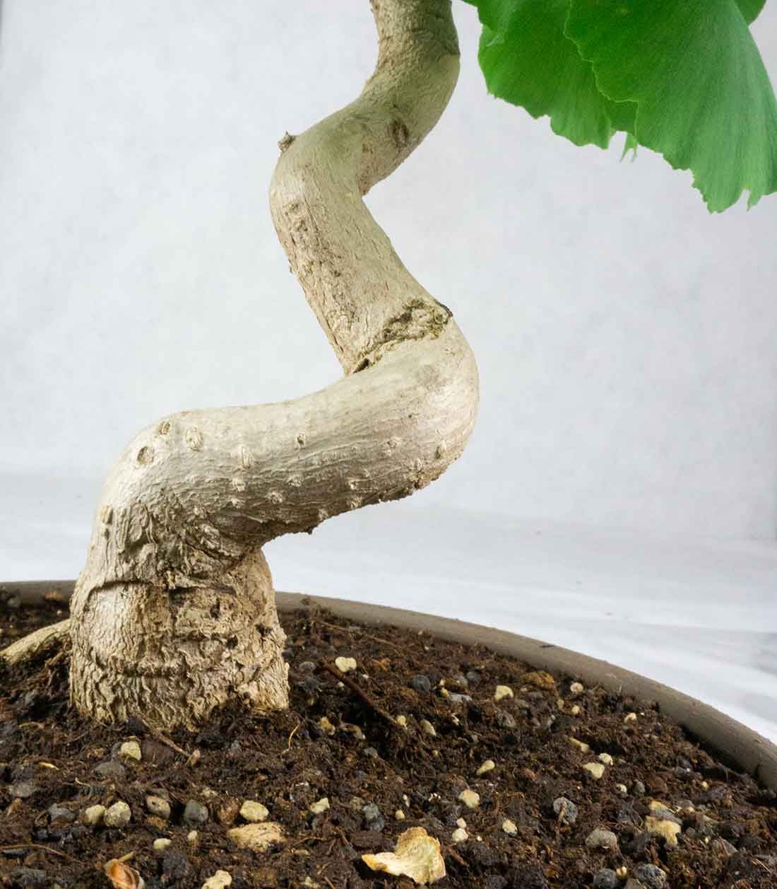 Ginkgo