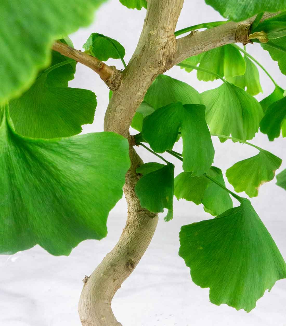 Ginkgo