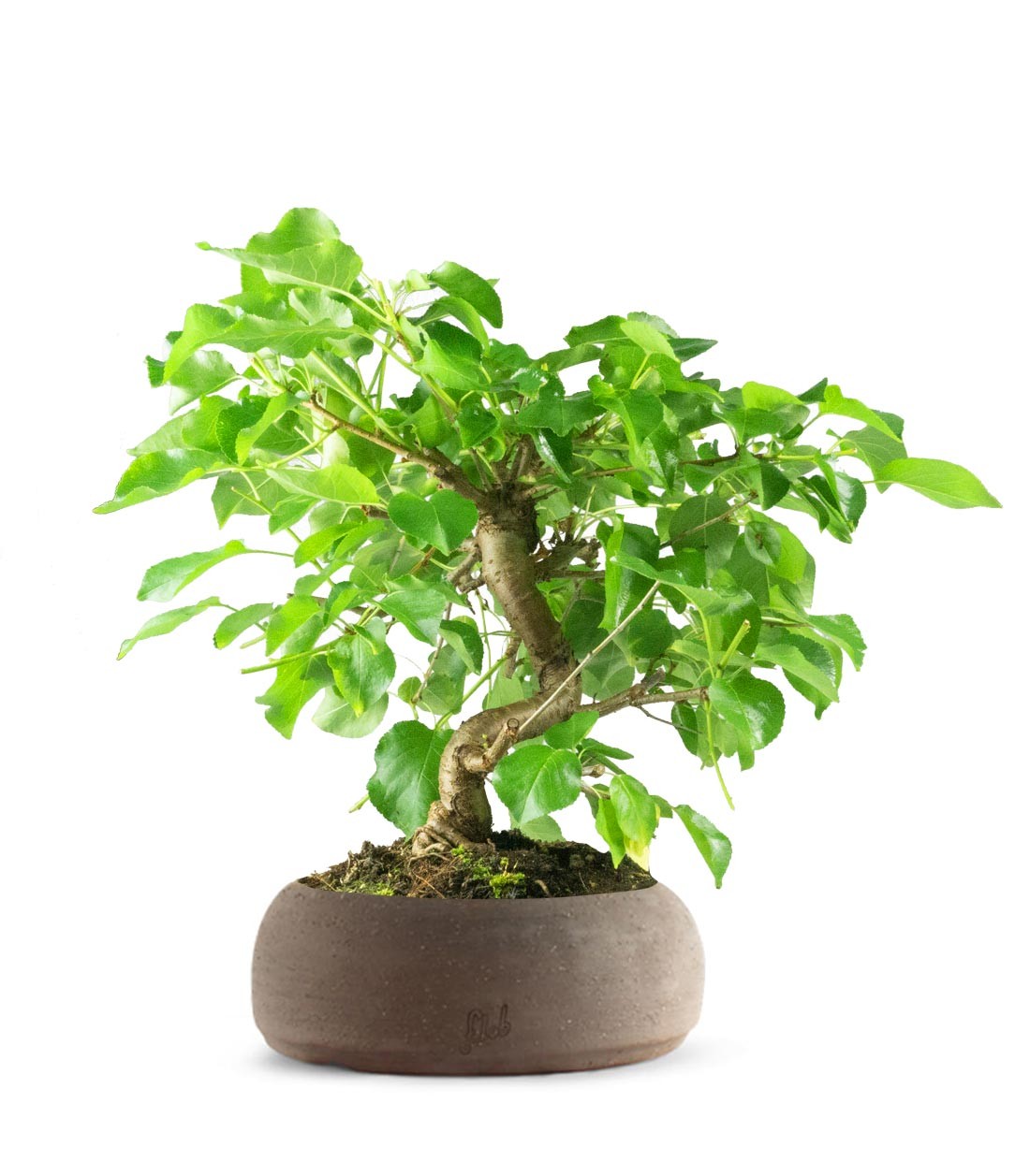 Prunus mahaleb