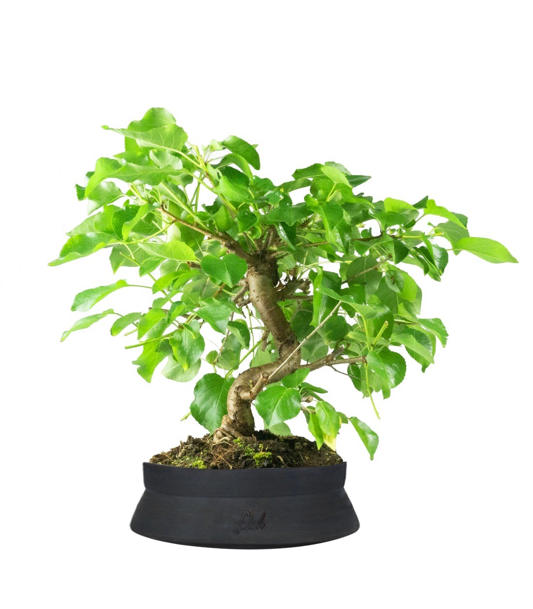 Prunus mahaleb