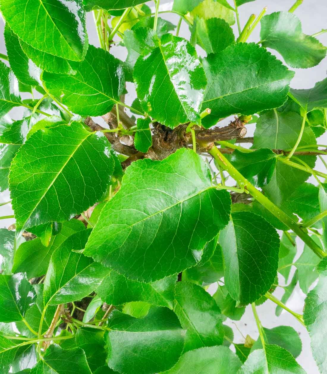 Prunus mahaleb