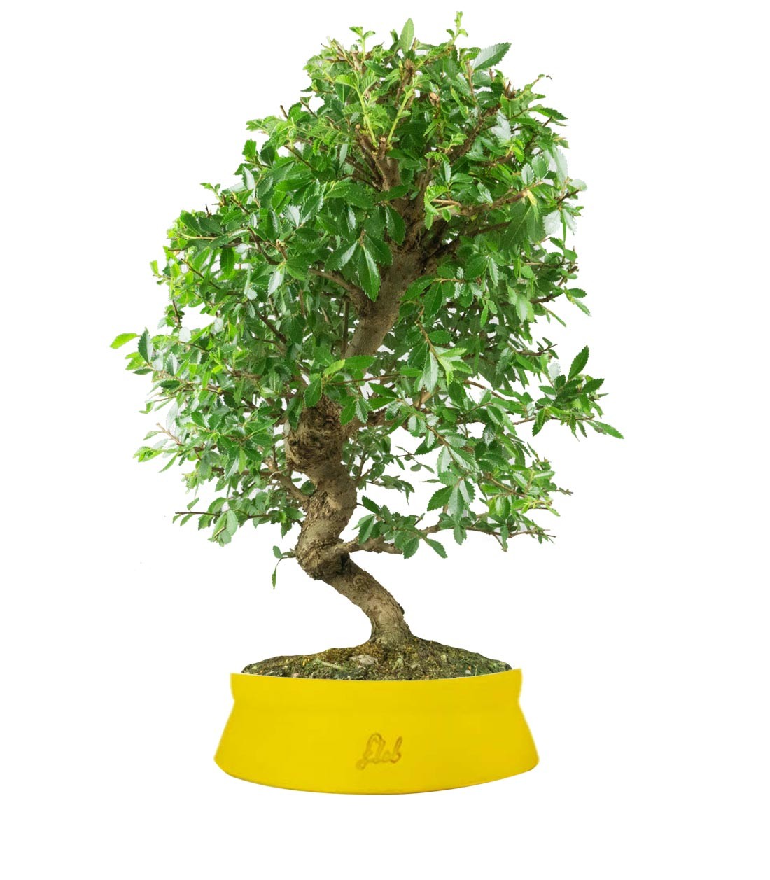 Zelkova bonsai 12 anni