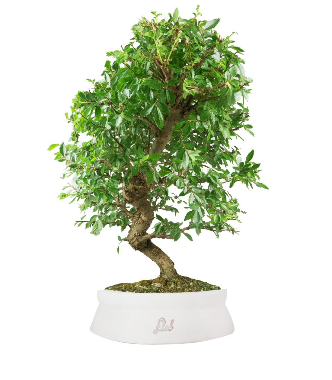 Zelkova bonsai 12 anni