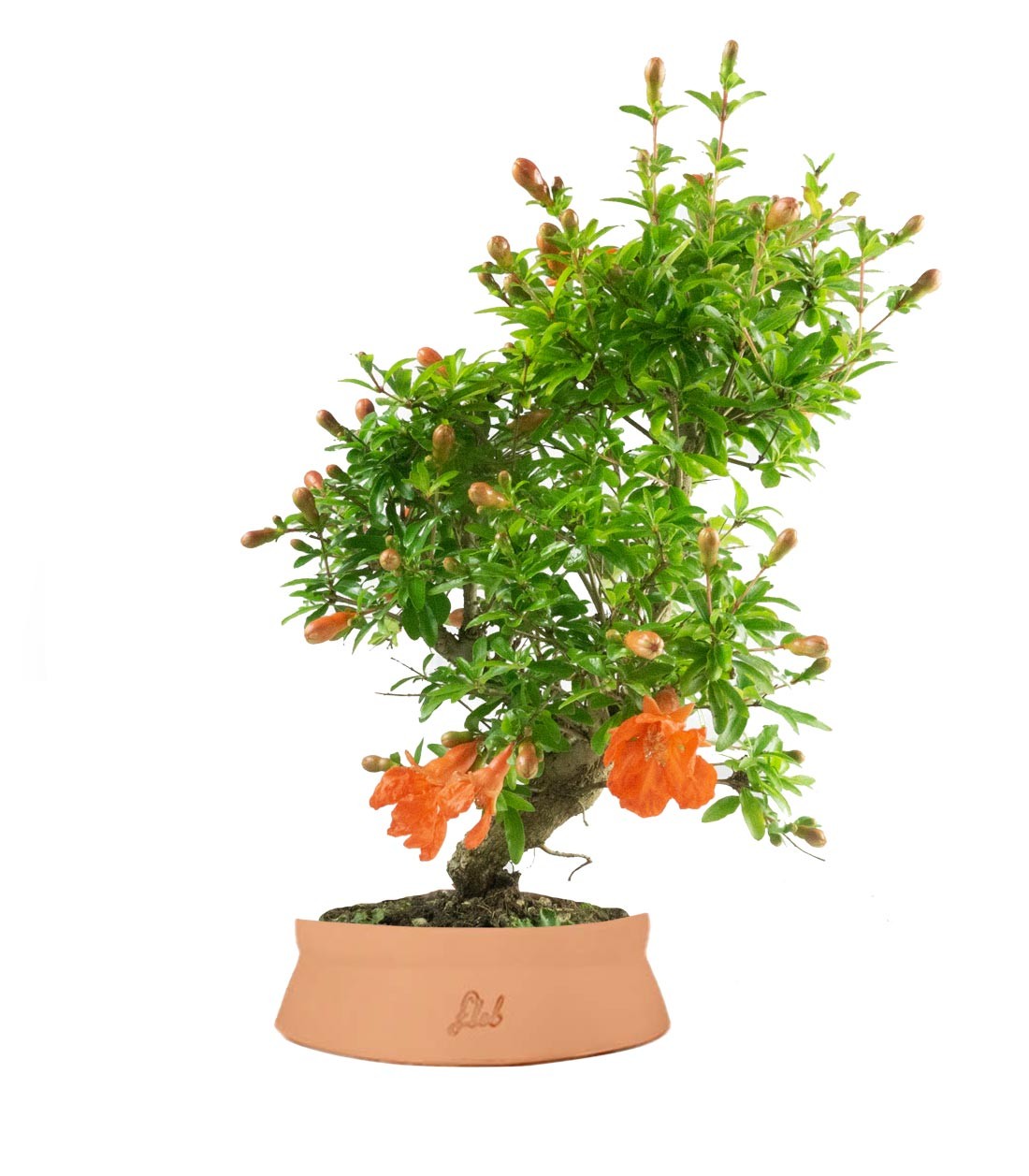 Punica Granatum | Melograno nano bonsai 9 anni