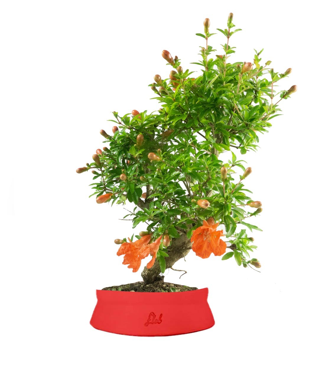 Punica Granatum | Melograno nano bonsai 9 anni