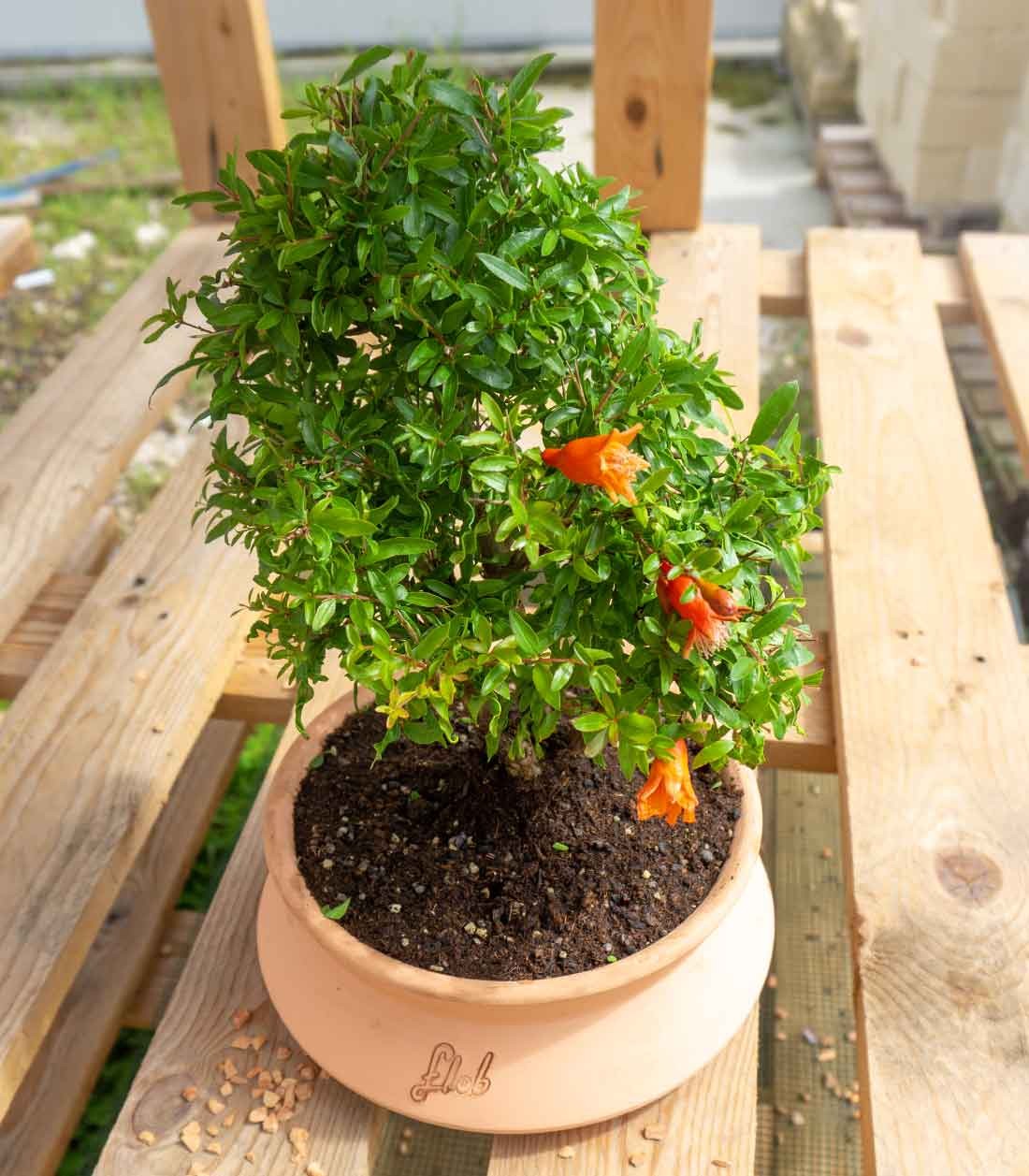 Punica Granatum | Melograno nano bonsai 9 anni