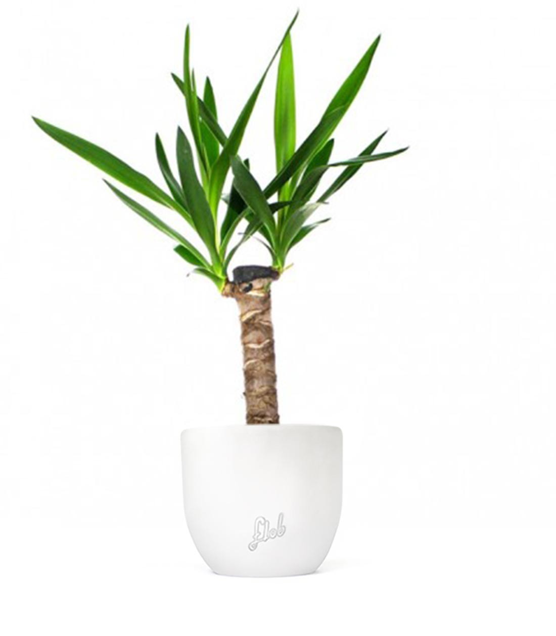 Tronchetto della Felicità | Dracena