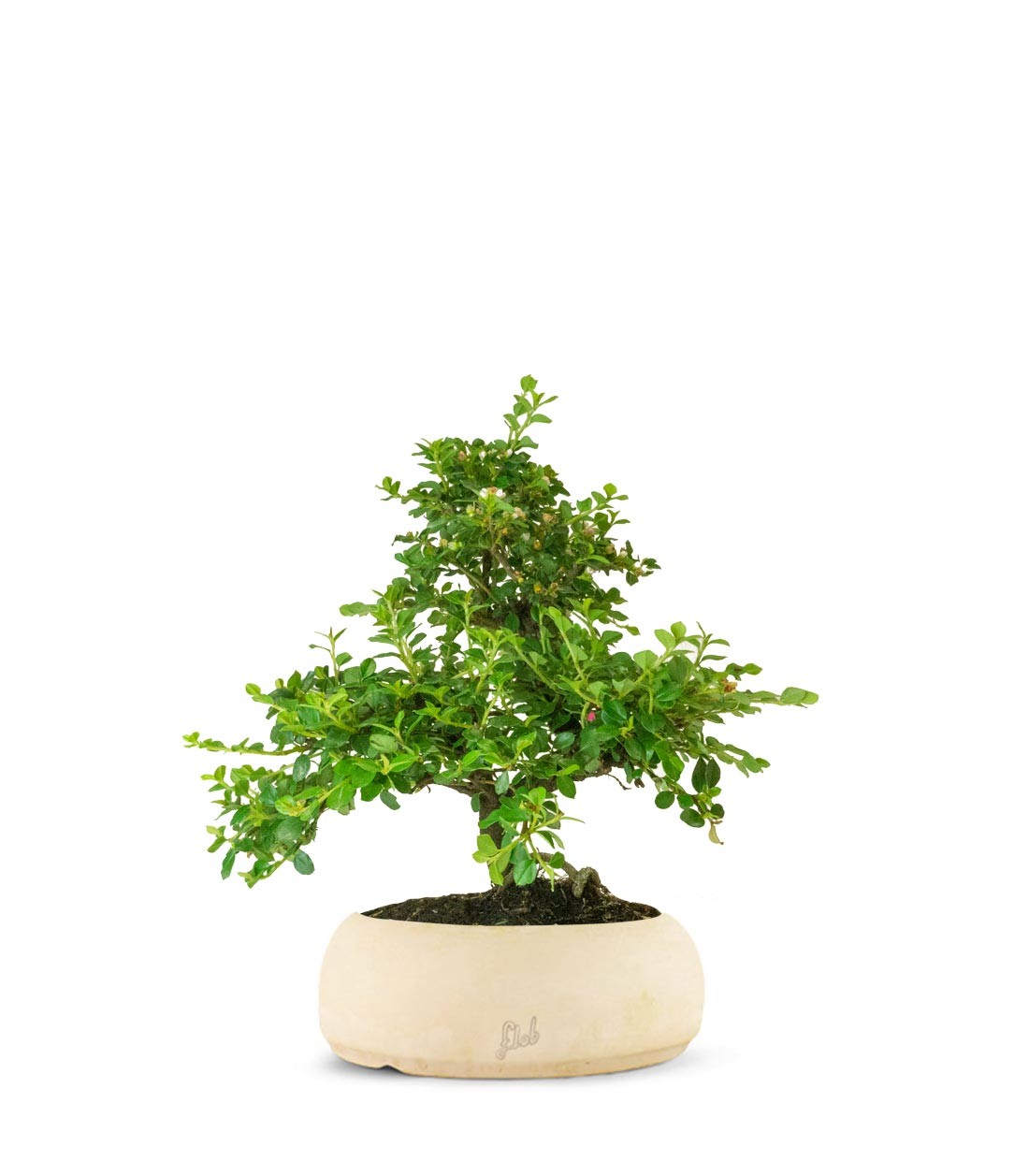 Cotoneaster