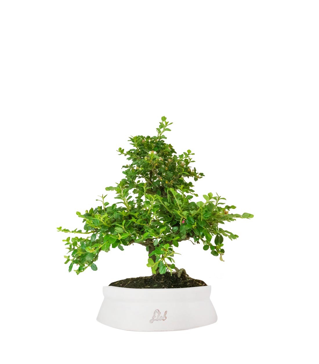 Cotoneaster