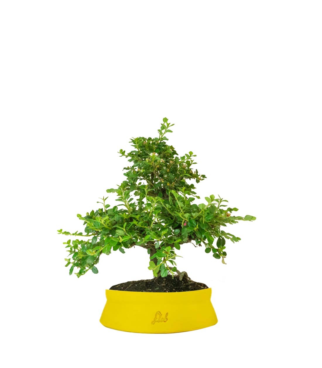 Cotoneaster