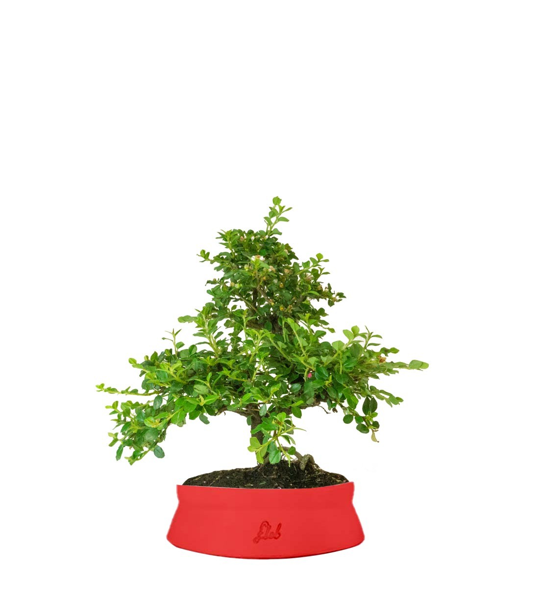 Cotoneaster