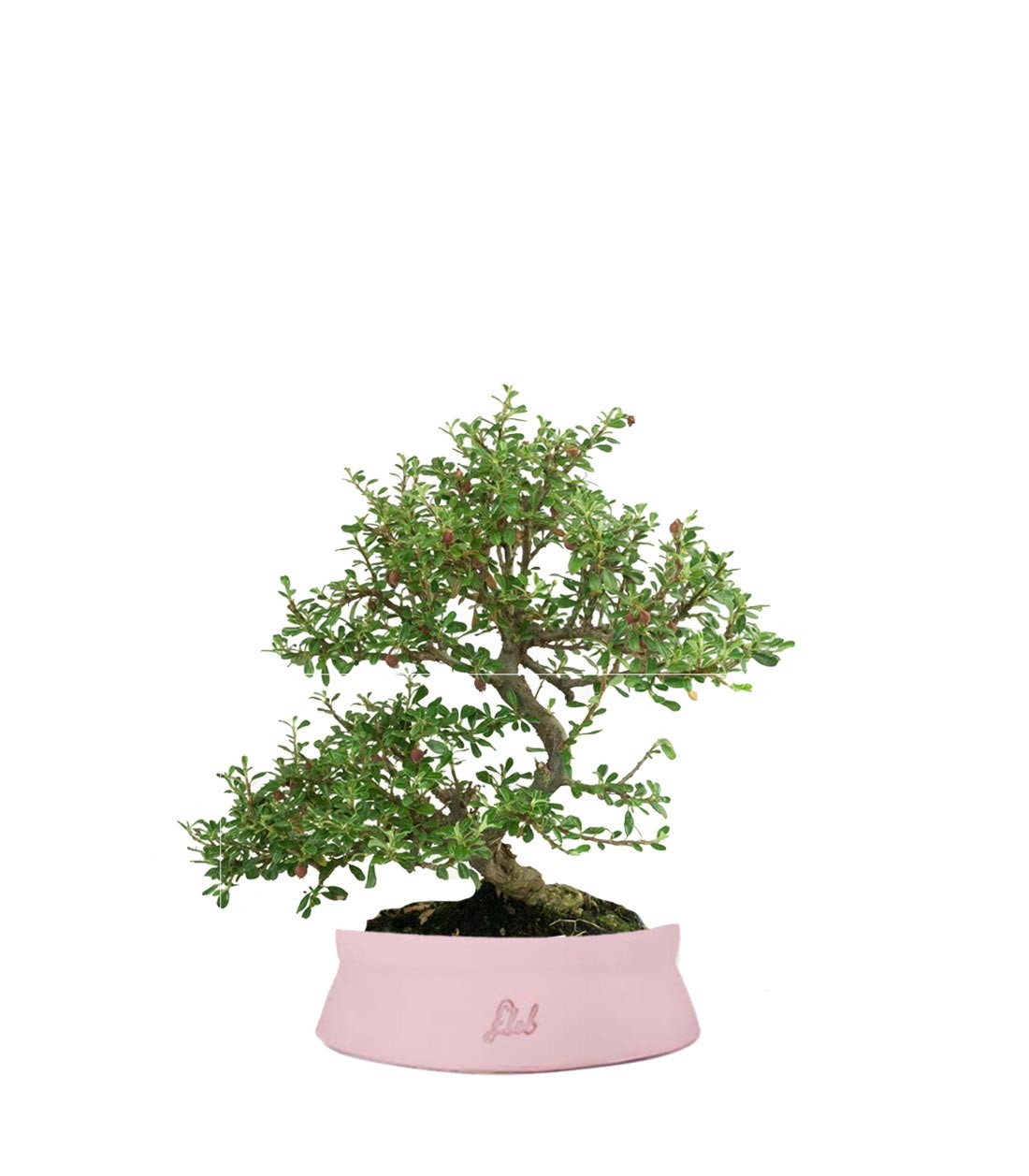 Cotoneaster microphylla